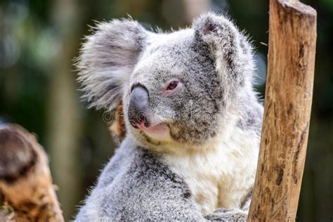 Close Up Of Koala Bear In Tree Stock Image Image Of Grey Portrait 36263571