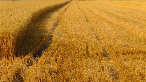 Grain Harvest Cornfield · Free Photo On Pixabay