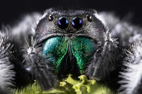 Macro Photography Of Spider · Free Stock Photo