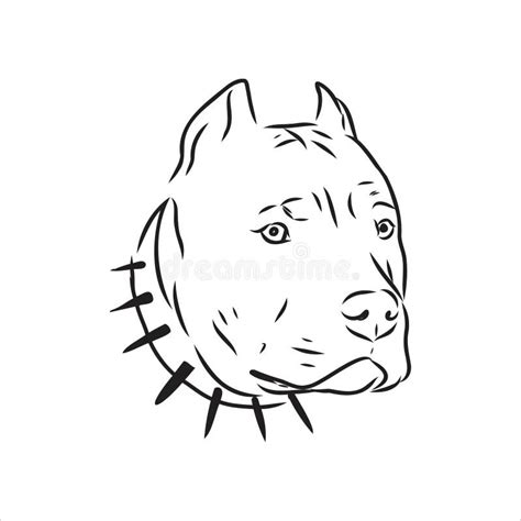 Vector Sketch Drawing Pitbull Barking Pit Bull Terrier Dog Vector Stock