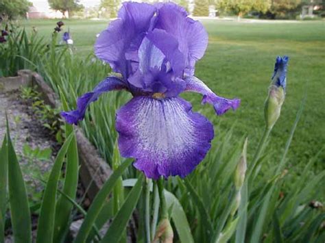 Iris blood iris (iris sanguinea), known as ayame in japan. Iris plant