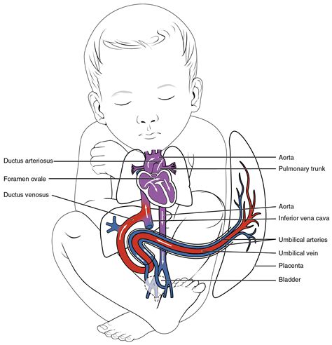 Openstax Anatphys Fig2044 Fetal Circulation English Labels