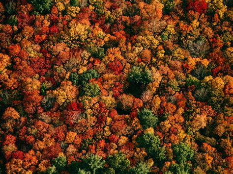 Download Wallpaper 1600x1200 Forest Aerial View Trees Autumn