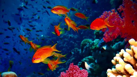 Download Wallpaper 3840x2160 Fish Corals Aquarium Reef 4k Uhd 169