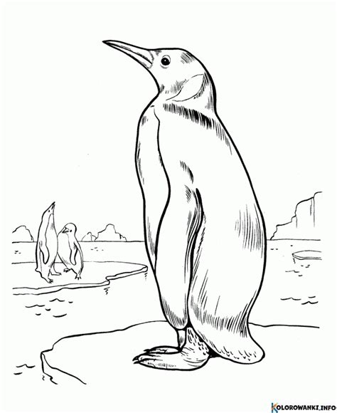 Kolorowanki Pingwiny Do Druku Pobierz Lub Wydrukuj Za Darmo Kolorowanki Info