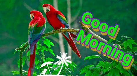 #good morning #goodmorning #bea miller #whatsapp status #good morning love. Beautiful Good morning video, Whatsapp status video ...