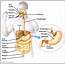 Admin  Anatomy System Human Body Diagram And Chart Images