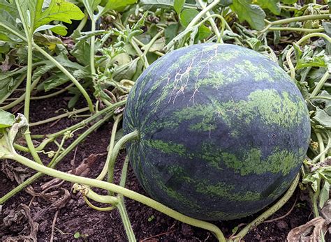 A Quick Guide To Harvesting And Storing Melons Squash And Pumpkins