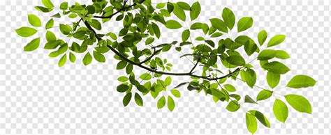 Tree Branch Tree Branch Green Tree Illustration Image File Formats Leaf Branch Png Pngwing