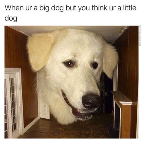 Memes When Ur A Big Dog But You Think Ur A Little Dog
