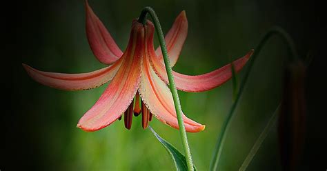 Densphotogallery Canada Lily