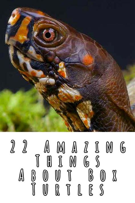 Box Turtle Pet Facts 22 Amazing Things About Box Turtles Box Turtle