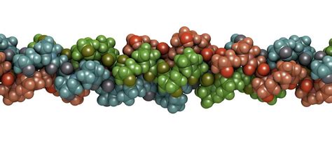 Collagen Protein Molecule By Molekuul Science Photo Library