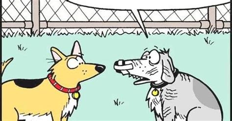 Funny Dog Cat Tail Wag Cartoon Picture Dogs Pinterest Dog Jokes