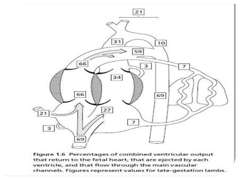 Fetal Circulation