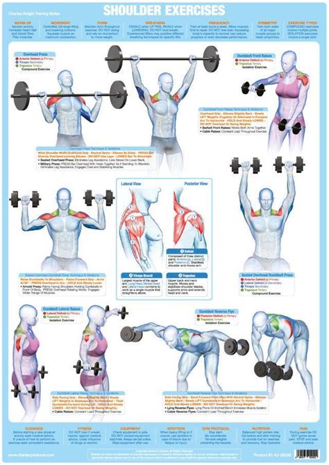 Strong arm muscles, hard biceps and power gym. Shoulder Muscles Exercise Weight Training Chart - Chartex Ltd