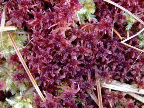 Sphagnum Species A Bog Moss Moss Images