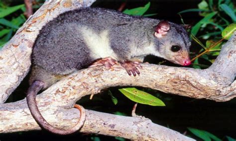 The Scaly Tailed Possum Is Back