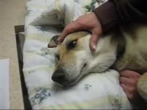 Many people have a nighttime routine they stick to nearly every day this includes establishing a place for it to sleep by putting a dog bed in their crate. VIEWER DISCRETION IS ADVISED April 24 2007 - Shadow ...