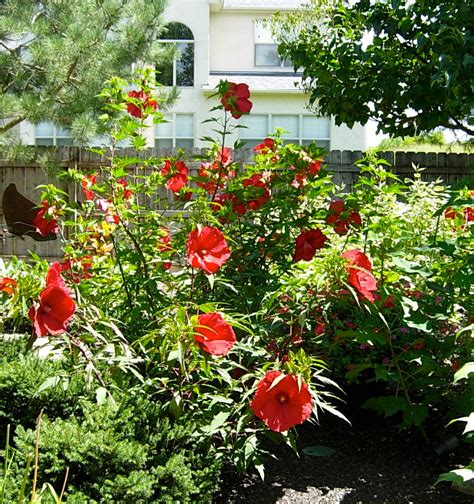 Check spelling or type a new query. Lord Baltimore Hardy Hibiscus | This dude is blooming the ...