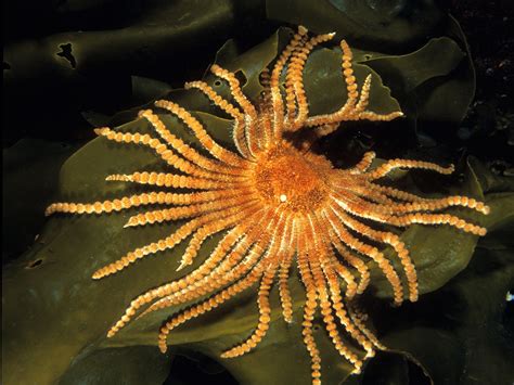 Absurd Creature Of The Week The Two Foot Wide Sea Star
