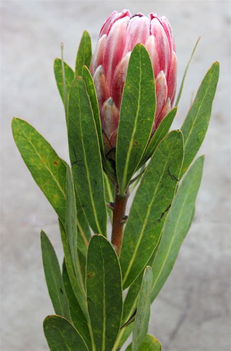 Pink Ice Protea Stevens And Son Wholesale Florist