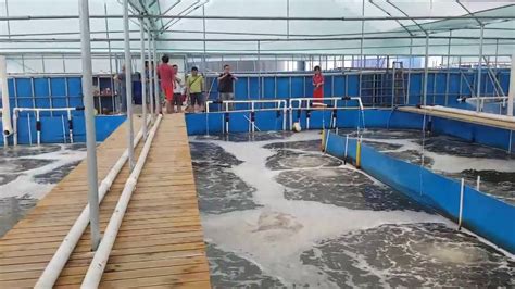 Saltwater Shrimp Farming In Tanks