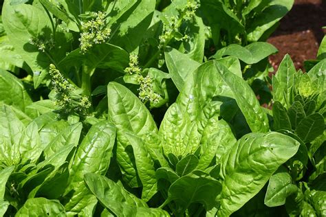 Spinach Description Nutrition Types And Facts Britannica
