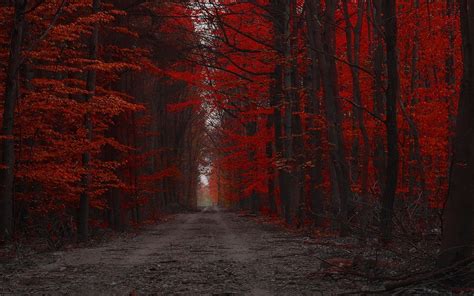 Red Forest Nature Path Trees Landscape Fall Dirt Road Wallpapers