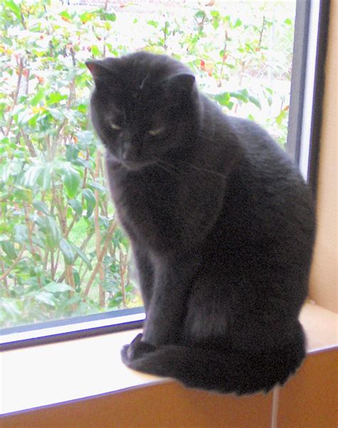 (points/rewards program available to u.s. Pretty Black Cat in Window at Humane Society | Corvallis ...