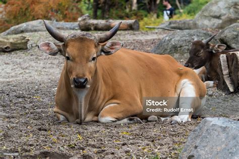 Banteng Bos Javanicus Atau Banteng Merah Adalah Jenis Sapi Liar Foto