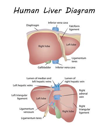 Genetic disorder where too much copper in the body damages the liver. Human Liver Diagram Stock Illustration - Download Image ...