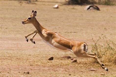 Wildlife Animals Pictures From Wildlife Animal Planet: African Wildlife Safari, African Gazelle ...
