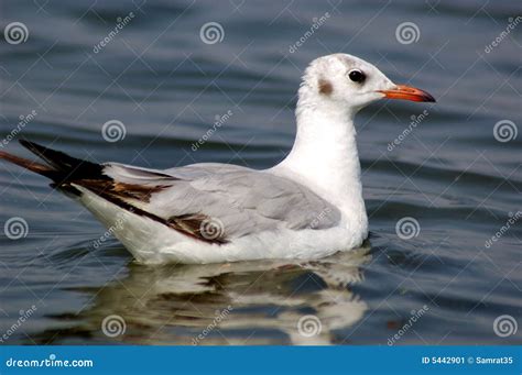 Seagull On Water Stock Image Image Of Bird Birds Seagull 5442901