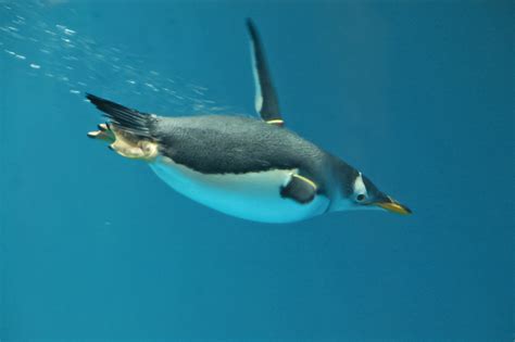 Filepygoscelis Papua Nagasaki Penguin Aquarium Swimming Underwater