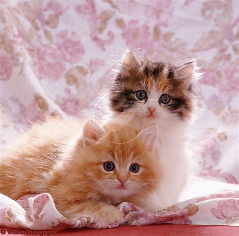 Cute Cats Images Very Cute Cat And Kitten Picture Cute