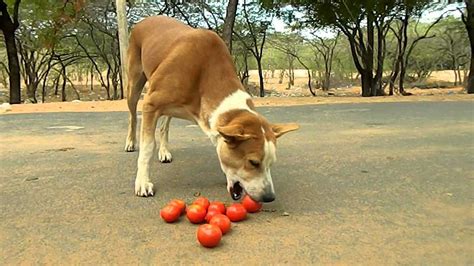 Can Dogs Eat Tomatoes Are Tomatoes Safe For Dogs Pets Feed