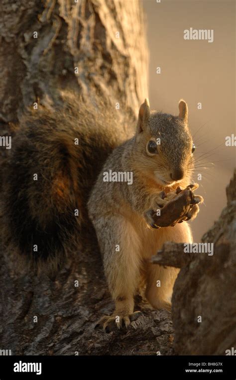 Eastern Fox Squirrel Sciurus Niger Stock Photo Alamy