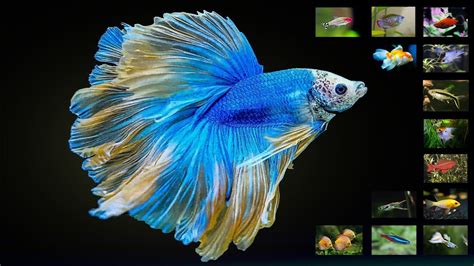 Top 24 Types Of Tropical Freshwater Aquarium Fish You Should Have