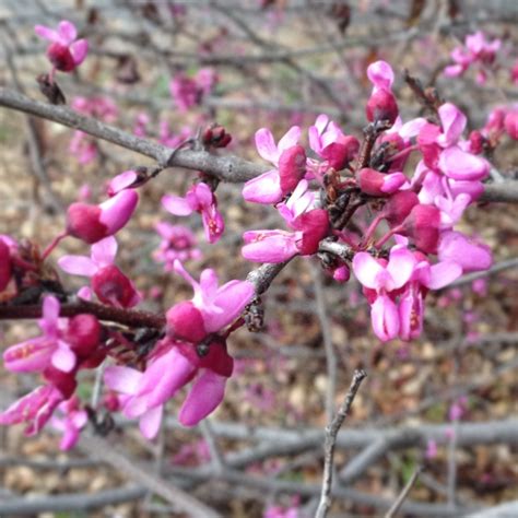 This one is not a redbud tree but probably some species of prunus. Cercis occidentalis (Western redbud) blooms in late winter ...