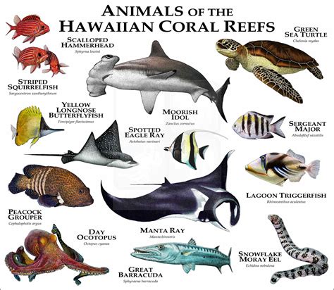Animals Of The Hawaiian Coral Reef Poster Print Inkart