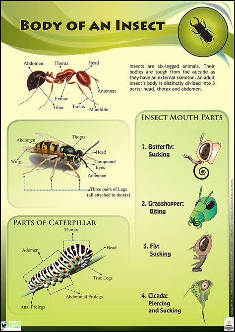 Insect Life Educational Posters For Kids And Schools