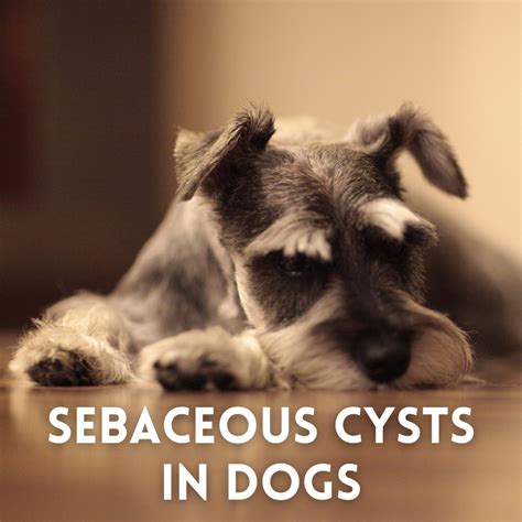Understanding Sebaceous Cysts In Dogs What Are They And What Should