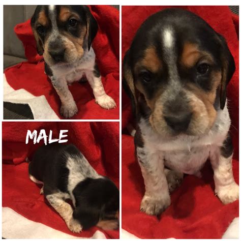 Puppies for sale from dog breeders near alabama. Bluetick Beagle Puppies For Sale | Fowlerville, MI #318091