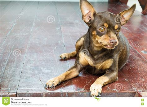 Brown Old Female Miniature Pinscher Sitting On The Wooden Floor Stock