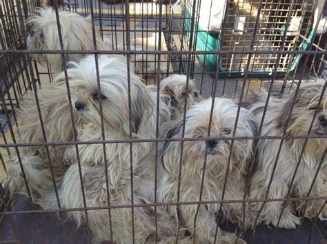 The animals listed on this page are available for adoption. Adoption process under way across Michigan for Shih Tzu ...