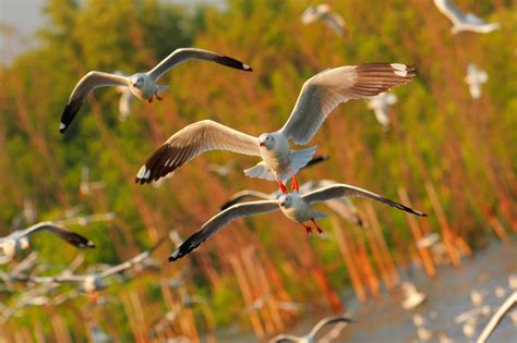 Seagulls Birds Flying Wallpaper Hd Nature 4k Wallpapers Images