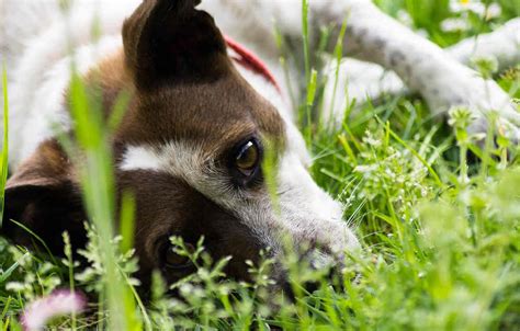 I Cani Vedono Davvero Solo In Bianco E Nero Lunamagazine