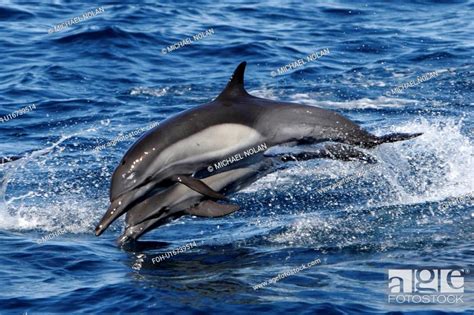 Adult Common Dolphins Delphinus Delphis Leaping In The Upper Gulf Of