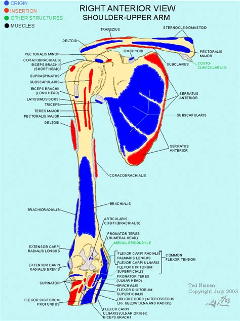 Muscular Anatomy Of The Hip